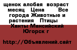 щенок алобая .возраст 1 месяц › Цена ­ 7 - Все города Животные и растения » Птицы   . Ханты-Мансийский,Югорск г.